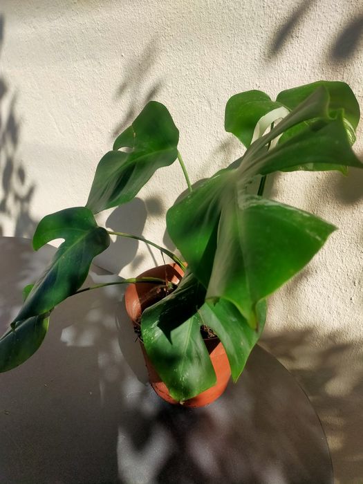 Costela-de-adao ou Monstera Deliciosa
