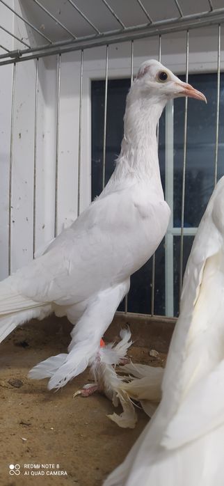 Bocian bociany samiec