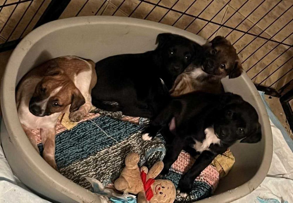 Szczeniaki szukają domów