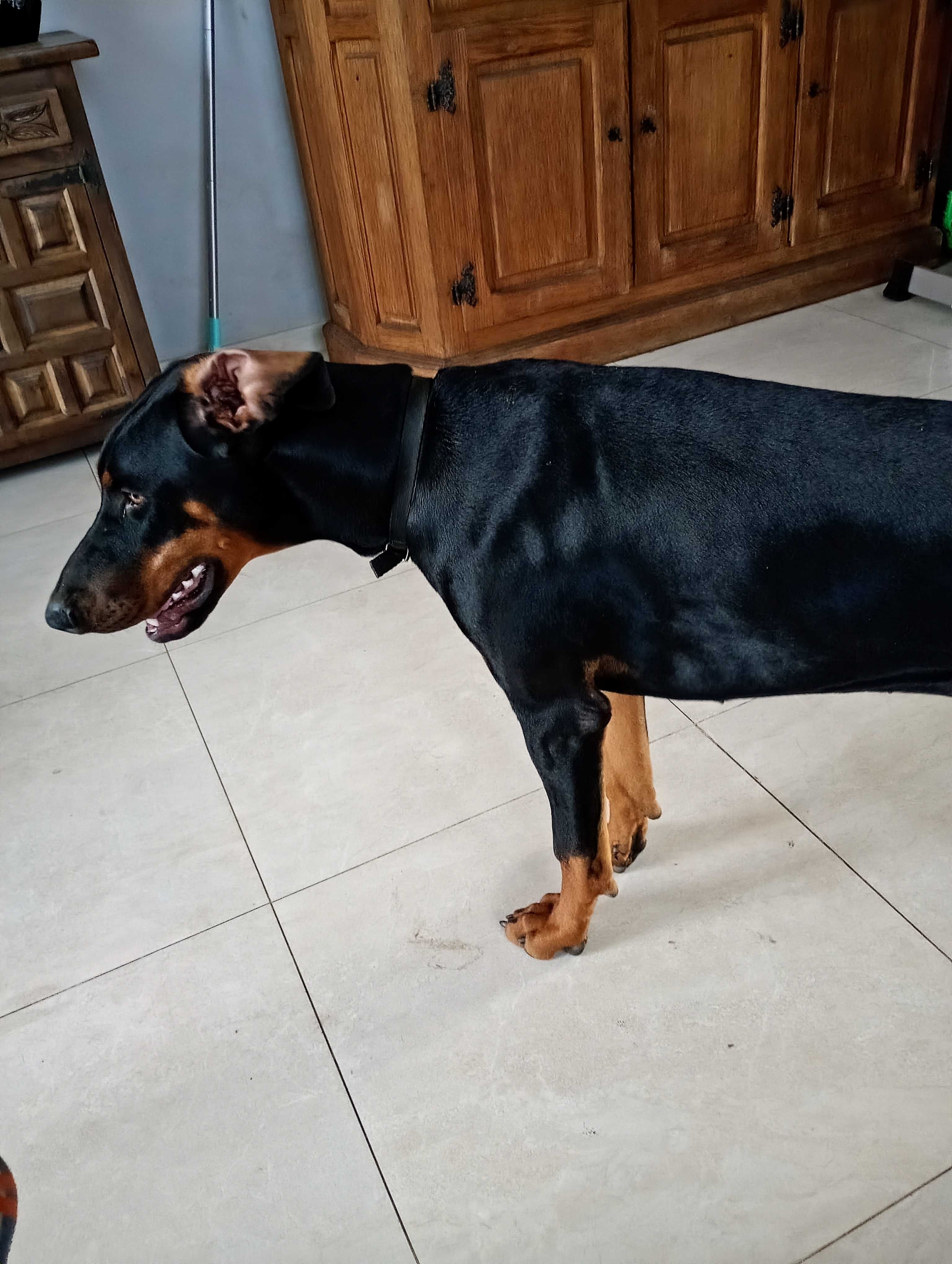 Dobermany do oddania