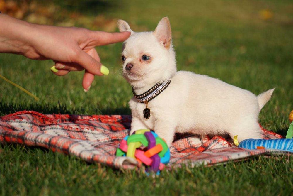 Девочки чихуашешки