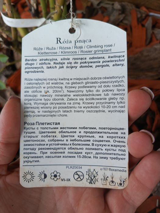 Donica z pergola i różami