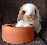 Coelhos anões mini Lop holand, KIT completo