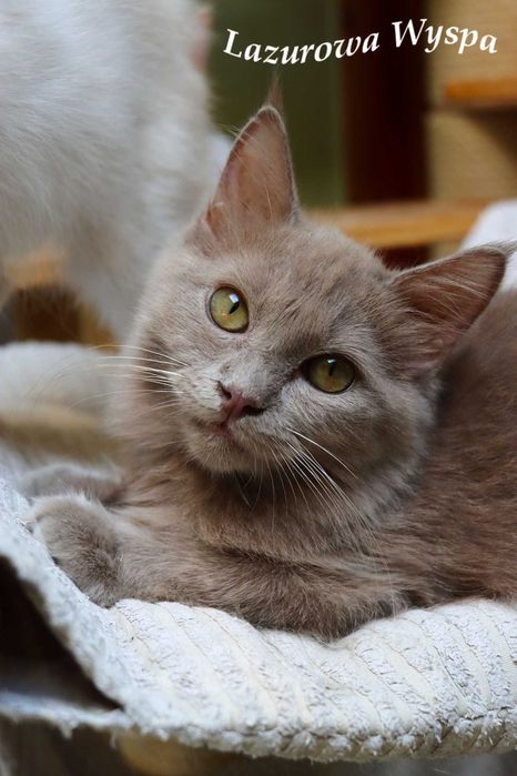 Ragdoll solid lilac