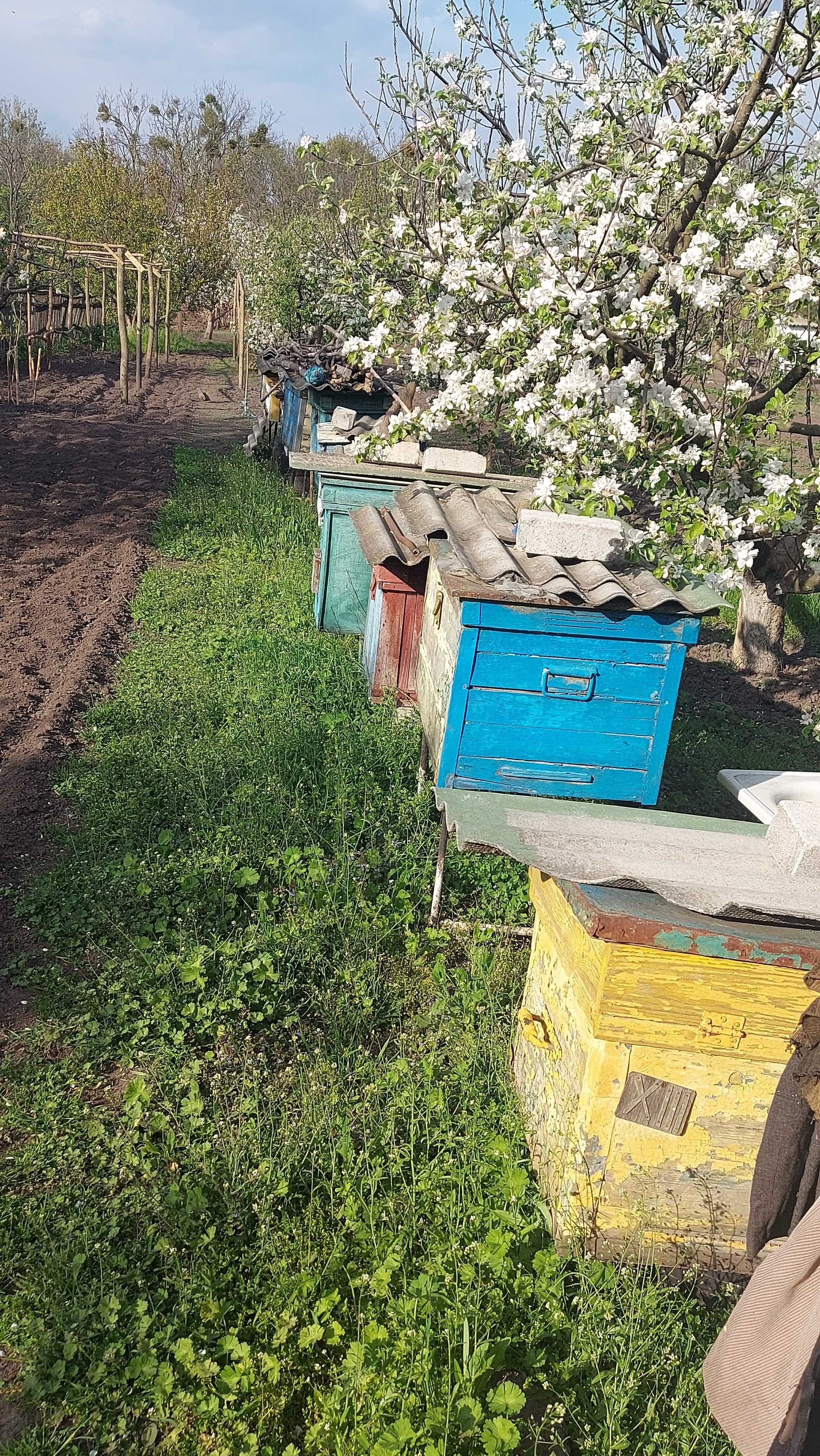 Улья для пчел рамки