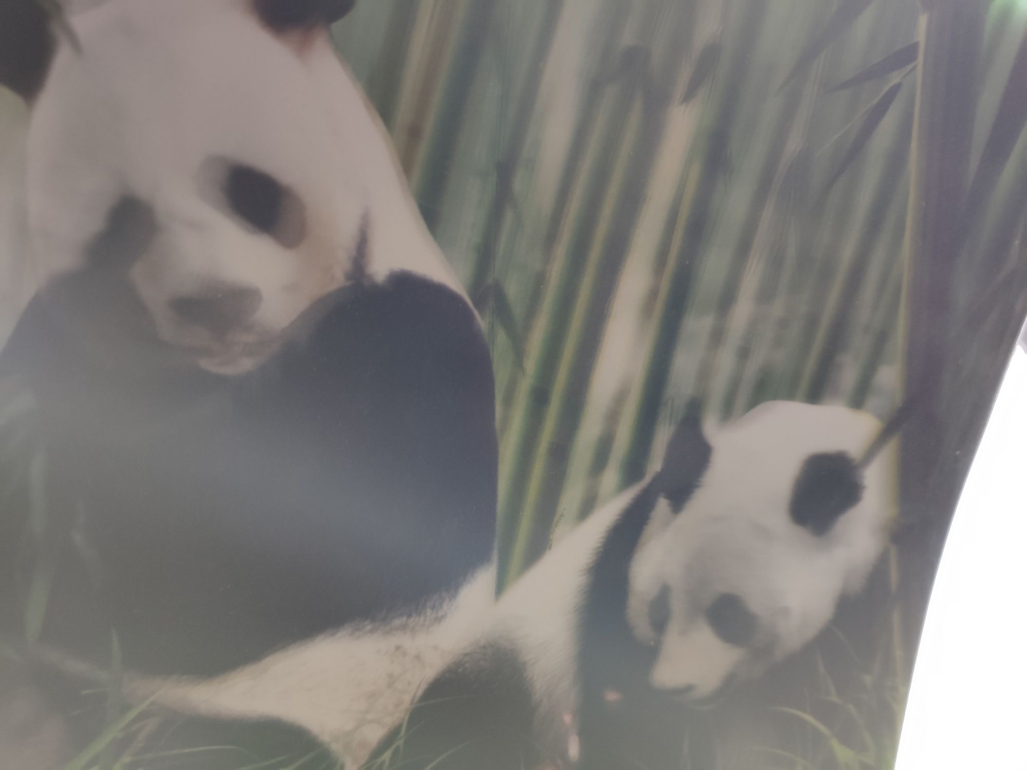 Tapete de rato holográfico com pandas