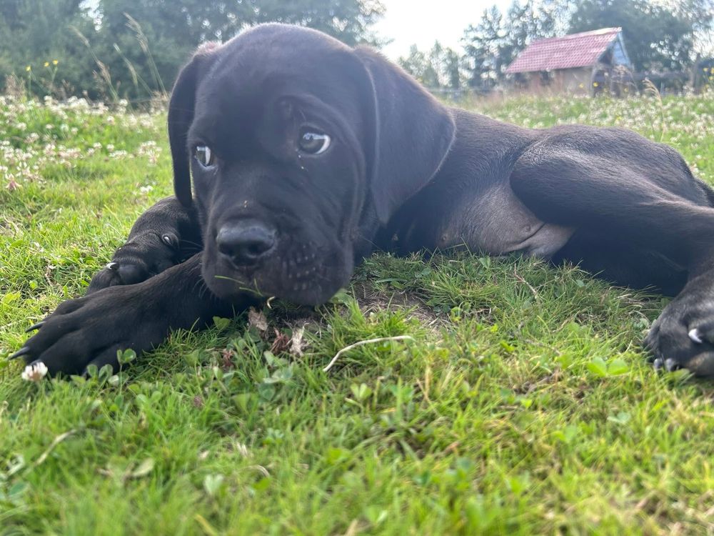 cane corso suczka mocnej budowy do odbioru