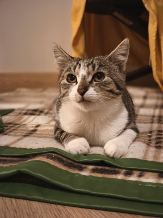 Kociaki do adopcji :)