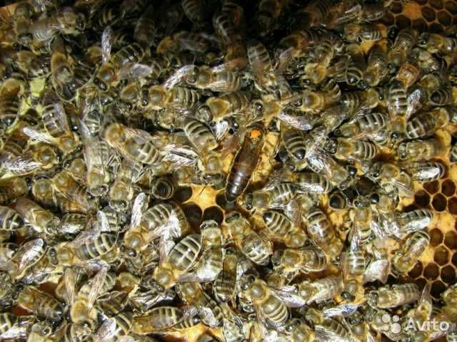 Пчелопакеты со своей пасеки