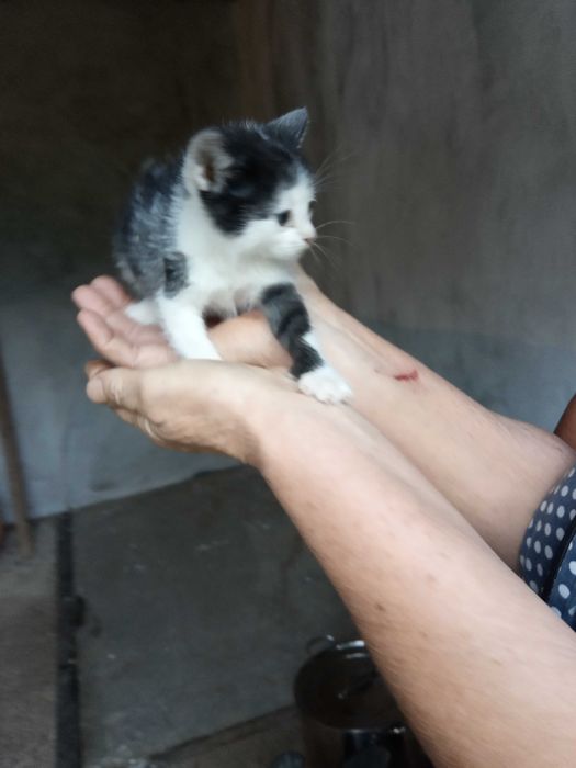 Кошенята бездомні