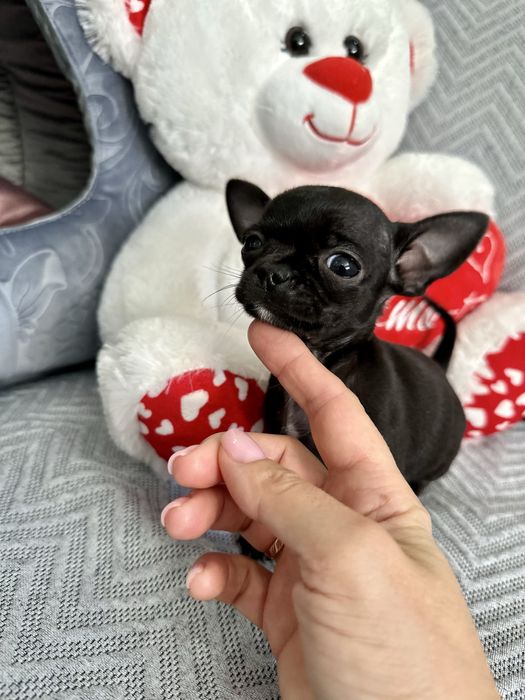 Extra mini chihuahua