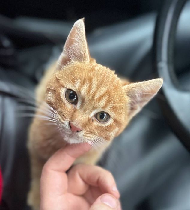 Віддам в добрі руки руде кошеня