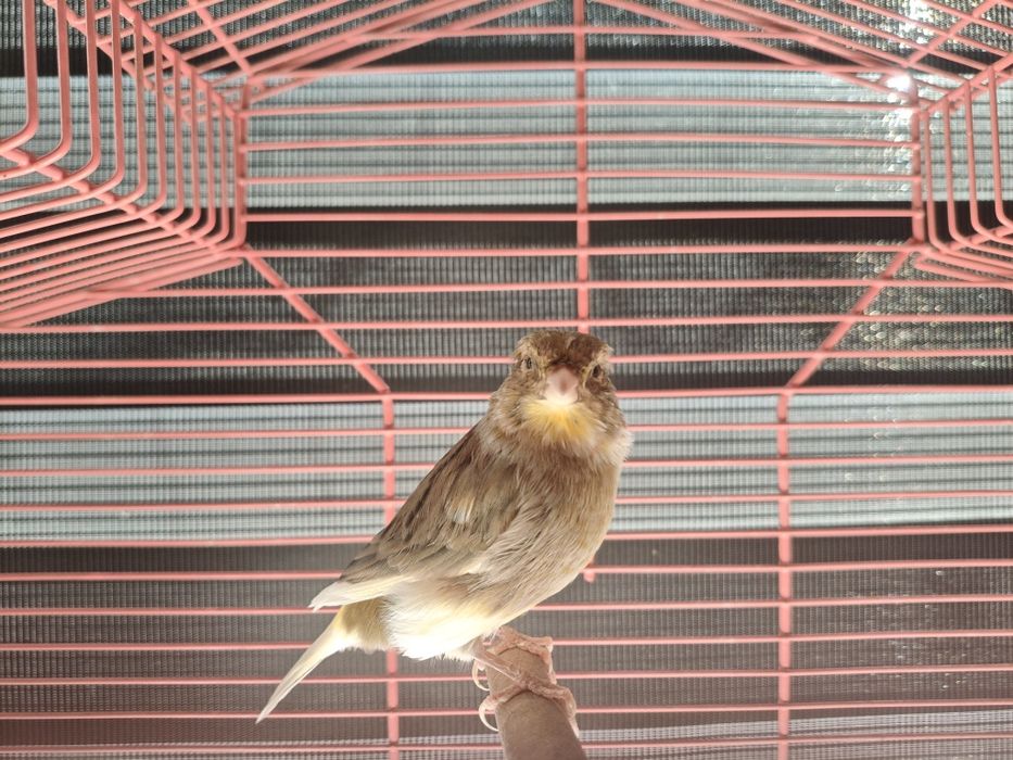 Kanarki samce i samice