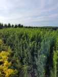 Cis Hicksii 100 cm Fastigiata Robusta Hatfieldi taxus wojtek p