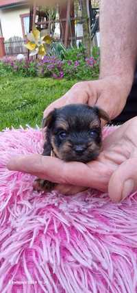 Yorkshire terrier z rodowodem,  York