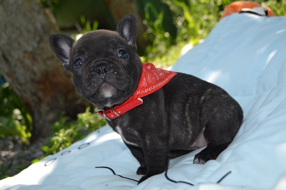 Красотка  дівчинка ,французька