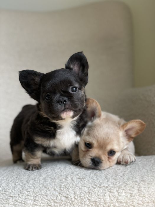 Французький бульдог флаффі