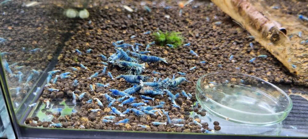 Krewetki Taiwan Deep Blue Bolt