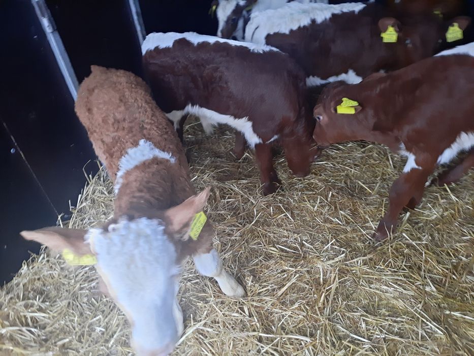 Byczki miesne cieleta Wardzyn