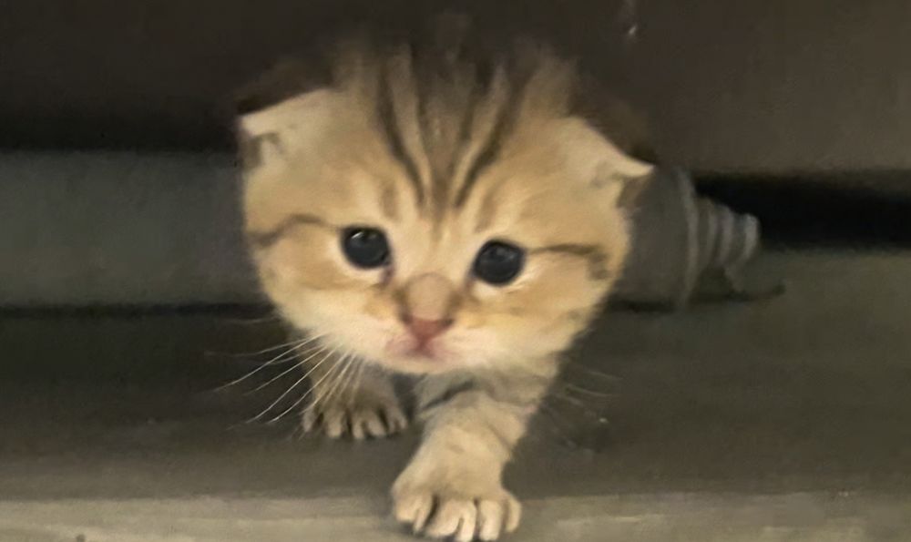 Вислоухие и прямоухие шотландские котята, мальчик и 3 девочки