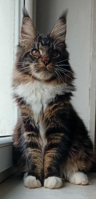 Kocurek Maine Coon z rodowodem