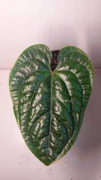 Anthurium luxurians