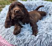 Piesek cocker spaniel angielski