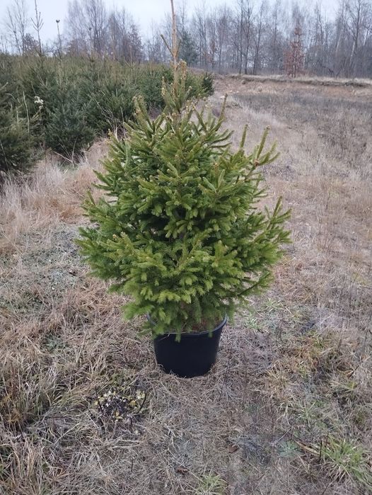 Świerk pospolity,srebny sprzedam hurtowo