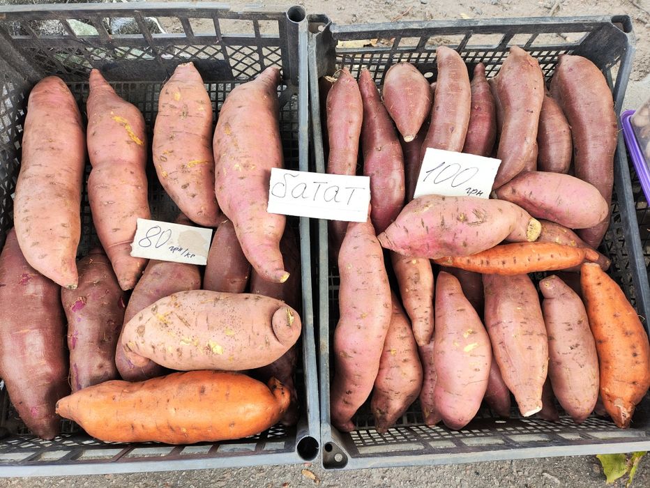 Продам домашній батат