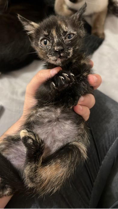 Gatinhas para adoção responsável