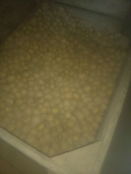 Ziemniak paszowe, wielkość sadzeniak,uszkodozne