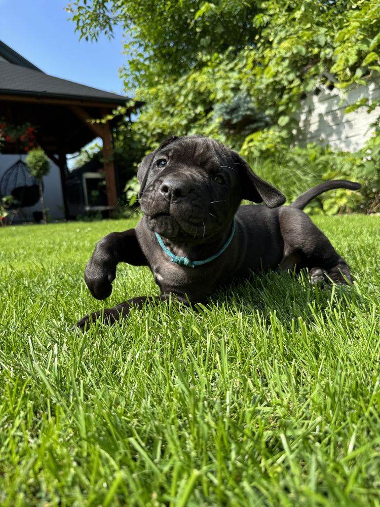 Suczka rasy bandog( nie cane corso, amstaff)