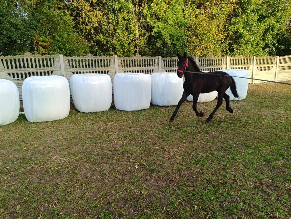 Fryzyjska,fryz,, klacz KFPS. Możliwość transportu