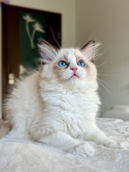 RAGDOLL kocurek seal bicolour FPL/Fife
