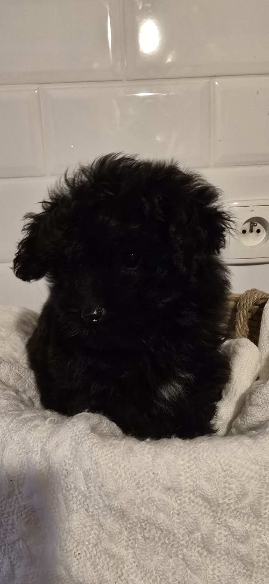 Pomapoo śliczna kuleczka