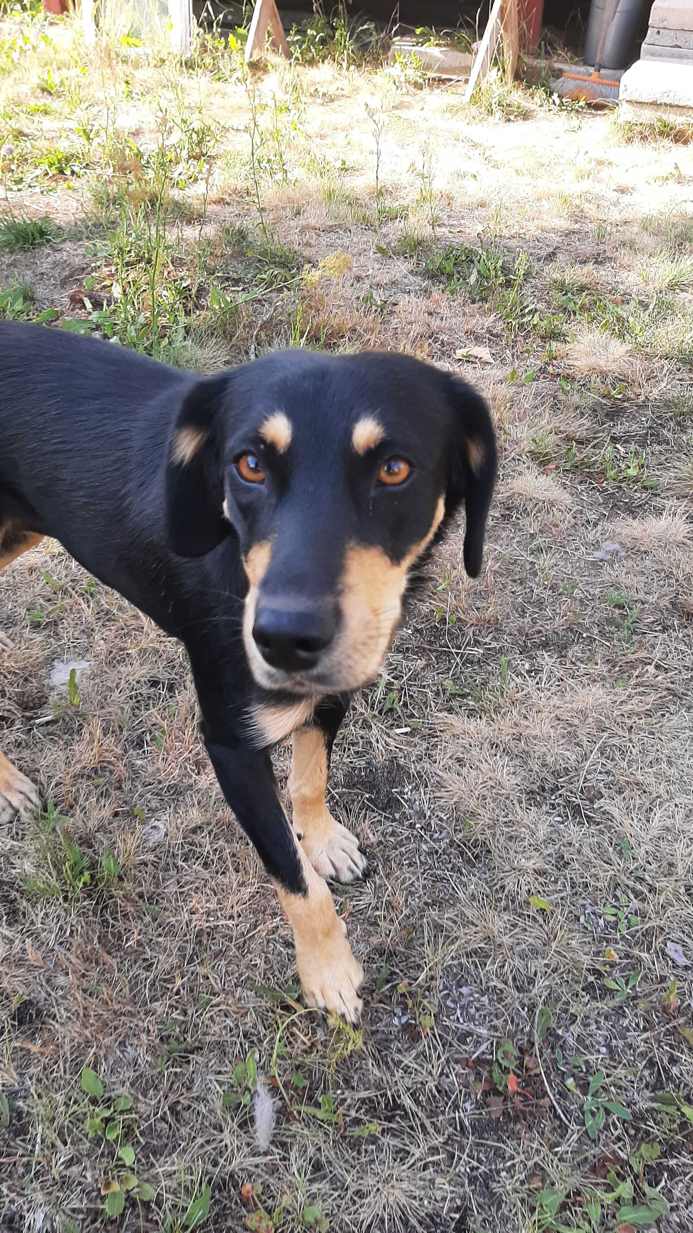Cudowna , spokojna Sara do adopcji
