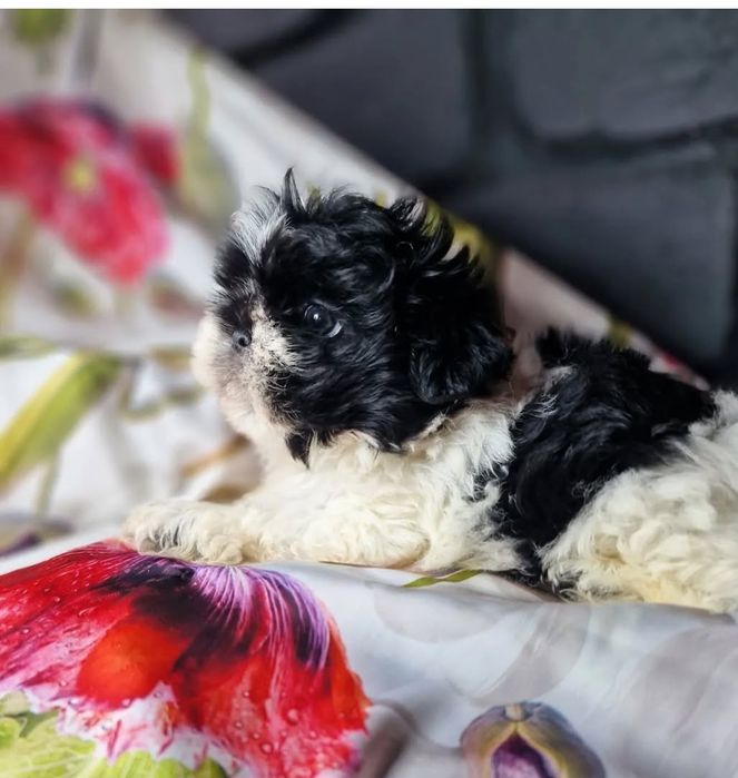 Мимишная девочка ши-тцу