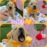 Prześliczna złoto biszkoptowa dziewczynka labrador retriever