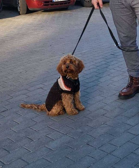 Cavapoo > cavalier & pudel > piesek .