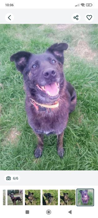 Pokochaj Aziego odda ci serce