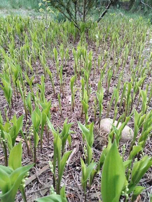 Konwalie kwitnące ogrodowe kłącza