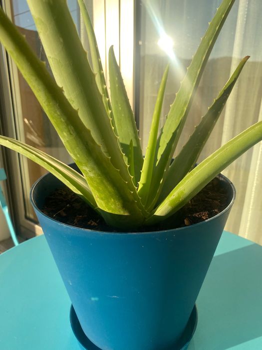 Aloé Vera Medicinal