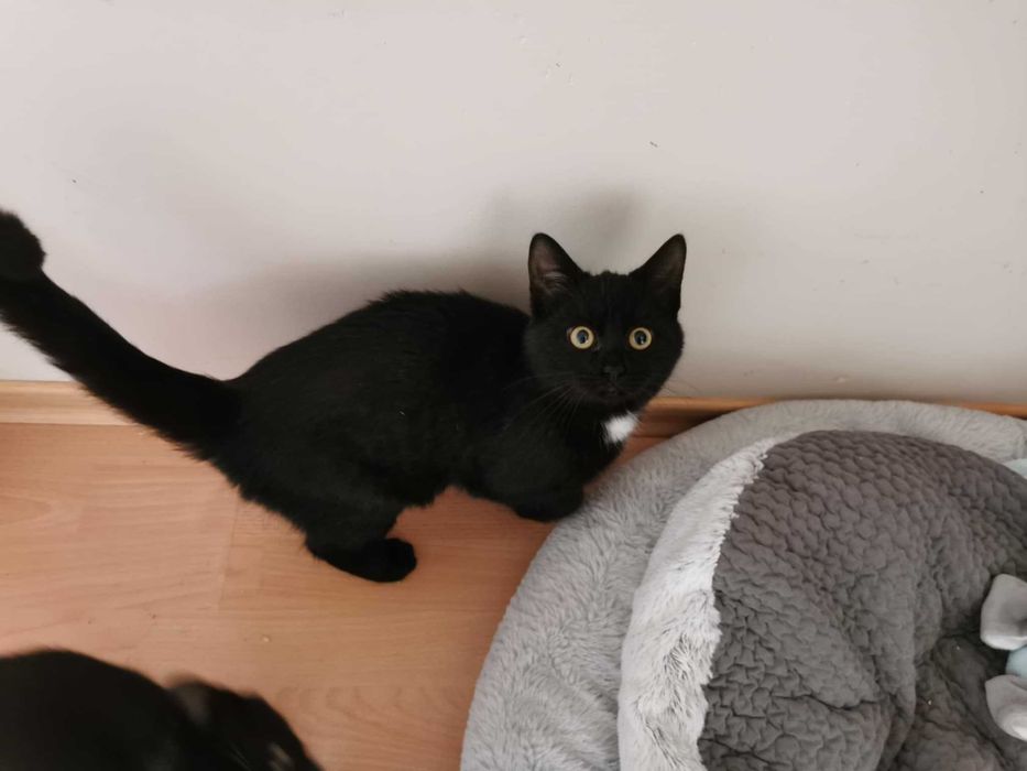 Welwetka urocza kotka poleca się do adopcji