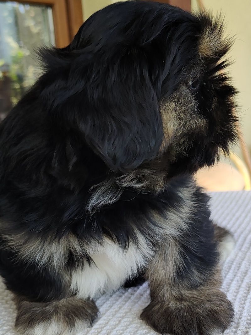 Lhasa Apso FCI /ZKwP