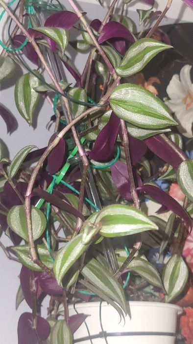 Trzykrotka Tradescantia roślina