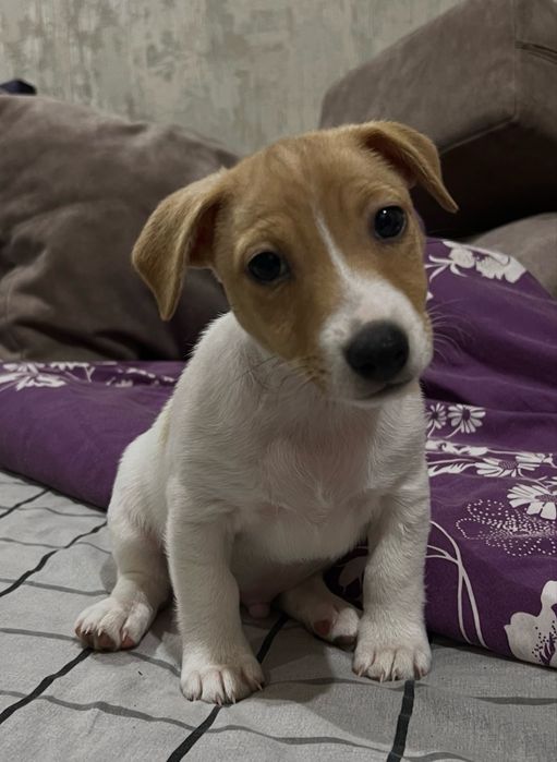 Цуценята Джек рассел терʼєр.