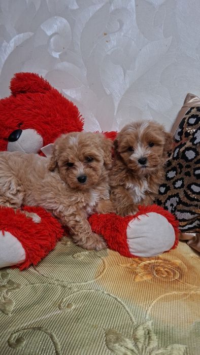 Шикарные мальтипу.Ф1 .