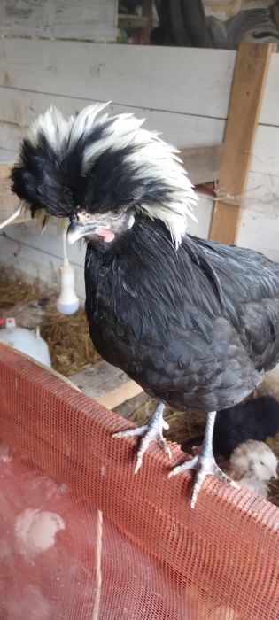 Białoczuby Holenderskie