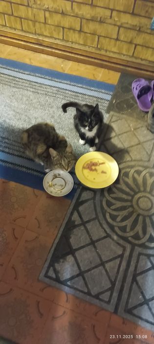 Две стилиризованные сестрички ищут дом один на двоих.