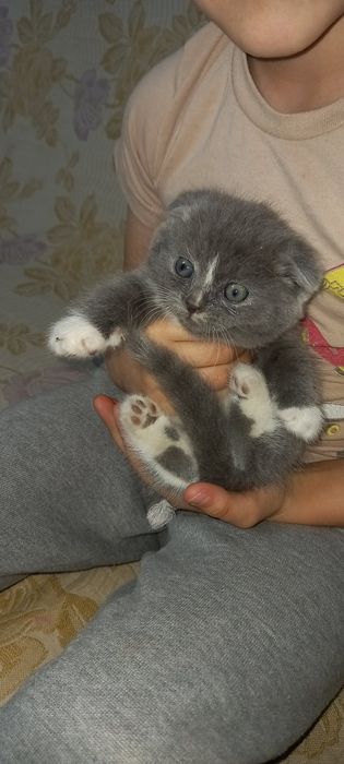 Продам шотландских котят